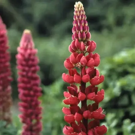 Lupine - Rot - 3 Pflanzen - Schmetterlingsblume - Mehrjährige Pflanzen kaufen?