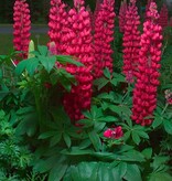 Buy Lupin - Red - 15 Plants - Butterfly Flower - Perennial Plants?