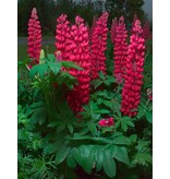 Buy Lupin - Red - 3 Plants - Butterfly Flower - Perennial Plants?