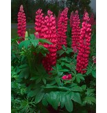 Lupine - Rood - 15 Planten - Vlinderbloem - Vaste Planten kopen?