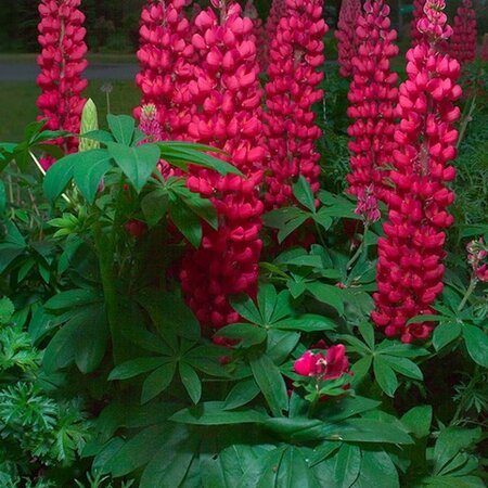 Lupine - Rood - 15 Planten - Vlinderbloem - Vaste Planten kopen?