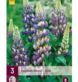 Lupine - Blauw - 3 Planten - Vlinderbloem - Vaste Planten kopen?