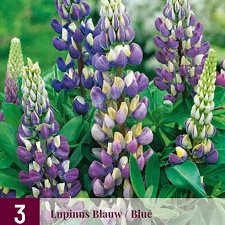 Buy Lupin - Blue - 3 Plants - Butterfly Flower - Perennials?