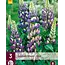 Lupine - Blauw - 3 Planten - Vlinderbloem - Vaste Planten kopen?