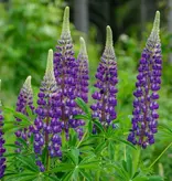 Lupine - Blauw - 15 Planten - Vlinderbloem - Vaste Planten kopen?