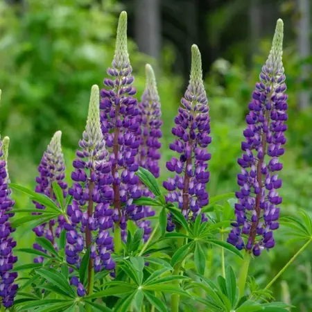 Lupine - Blauw - 15 Planten - Vlinderbloem - Vaste Planten kopen?