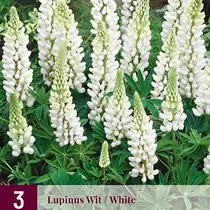 Lupine - Wit - 3 Planten