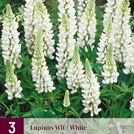 Lupine - Wit - 3 Planten - Vlinderbloem - Vaste Planten kopen?
