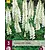 Lupin - White - 3 Plants