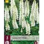 Buy Lupin - White - 3 Plants - Butterfly Flower - Perennial Plants?