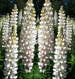 Buy Lupin - White - 15 Plants - Butterfly Flower - Perennial Plants?
