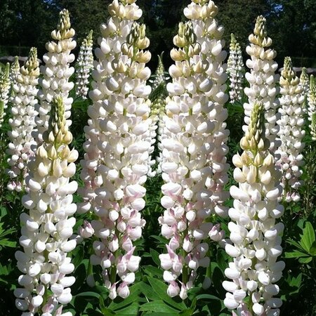 Buy Lupin - White - 15 Plants - Butterfly Flower - Perennial Plants?