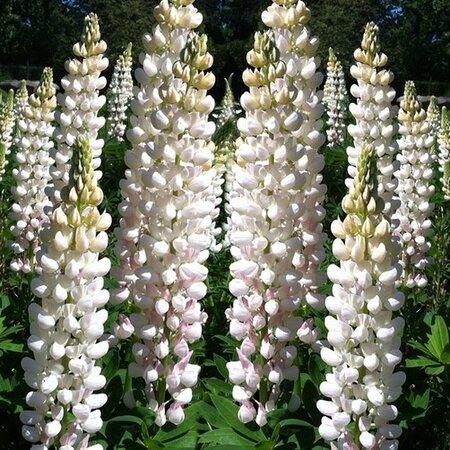 Buy Lupin - White - 3 Plants - Butterfly Flower - Perennial Plants?