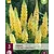 Lupine - Geel - 3 Planten