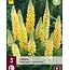 Buy Lupin - Yellow - 3 Plants - Butterfly Flower - Perennial Plants?