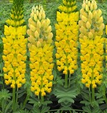 Buy Lupin - Yellow - 15 Plants - Butterfly Flower - Perennial Plants?
