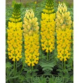 Buy Lupin - Yellow - 3 Plants - Butterfly Flower - Perennial Plants?