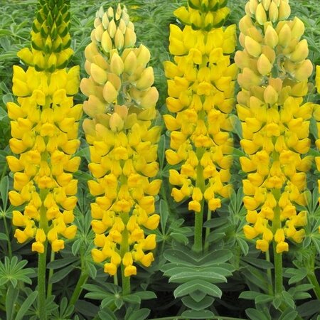 Lupine - Geel - 15 Planten - Vlinderbloem - Vaste Planten kopen?