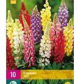 Lupin - Blue, Pink, Yellow, White, Red - 10 Plants - Buy Butterfly Flower - Perennial Plants?