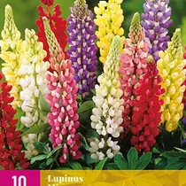 Lupine - Mix - 10 Planten