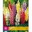 Lupine - Blauw, Roze, Geel, Wit, Rood - 10 Planten - Vlinderbloem - Vaste Planten kopen?