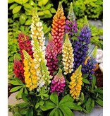 Lupine - Blauw, Roze, Geel, Wit, Rood - 10 Planten - Vlinderbloem - Vaste Planten kopen?