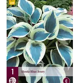 Hosta - Blue Ivory - 3 Planten - Schaduw Planten Kopen? - Winterhard - Vaste Plant