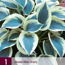 Hosta - Blue Ivory - 3 Planten