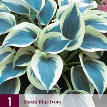 Hosta - Blau Elfenbein - 3 Pflanzen
