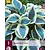 Hosta - Blau Elfenbein - 3 Pflanzen