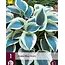 Hosta - Blue Ivory - 3 Planten - Schaduw Planten Kopen? - Winterhard - Vaste Plant