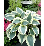 Hosta - Blue Ivory - 3 Planten - Schaduw Planten Kopen? - Winterhard - Vaste Plant