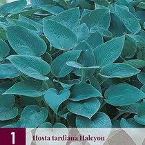 Hosta - Halcyon - 3 Planten