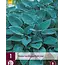 Hosta - Halcyon - 3 Planten - Hartlelie - Winterhard - Vaste Plant