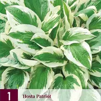 Hosta - Patriot - 3 Plants