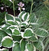 Hosta - Patriot - 5 Plants - Heart Lily - Hardy - Perennial