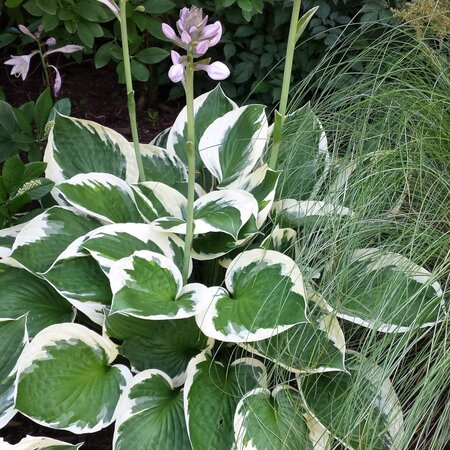 Hosta - Patriot - 5 Plants - Heart Lily - Hardy - Perennial