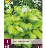 Hosta - Stained Glass - 3 Planten - Hartlelie - Winterhard - Vaste Planten