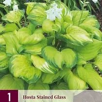 Hosta - Stained Glass - 3 Planten