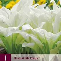 Hosta - White Feather - 3 Plants