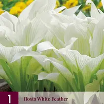 Hosta - Weiße Feder - 3 Pflanzen