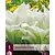 Hosta - White Feather - 3 Planten