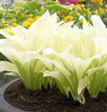 Hosta - White Feather - 5 Planten - Hartlelie - Vaste Planten - Bodembedekker