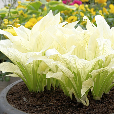 Hosta - White Feather - 5 Pflanzen - Herzblume - Stauden - Bodendecker
