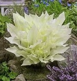Hosta - White Feather - 5 Pflanzen - Herzblume - Stauden - Bodendecker