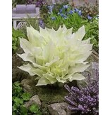 Hosta - White Feather - 3 Pflanzen - Herzblume - Stauden - Bodendecker