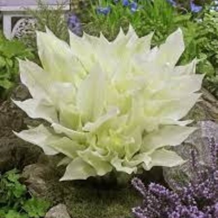 Hosta - White Feather - 5 Plants - Heart Lily - Perennial Plants - Groundcover