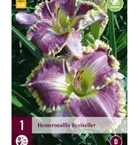 Daglelie - Bestseller - 3 Planten - Winterhard - Garden-Select.com