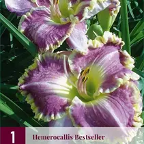Taglilie - Bestseller - 3 Pflanzen