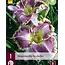 Daglelie - Bestseller - 3 Planten - Winterhard - Garden-Select.com